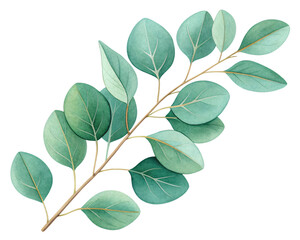 Fototapeta premium Eucalyptus Branch: A vibrant sprig of eucalyptus branch, showcasing delicate leaves in soft, inviting tones and perfect for adding a touch of natural elegance to your design.