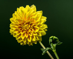 Bright Yellow Dahlia Blooming Against a Dark Green Background