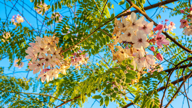 Pink and White Cassia Javanica Flowers on a Branch