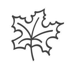 hand drawn maple leave. vector sketch illustration