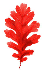 Vivid red oak leaf, isolated