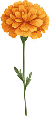 Vibrant orange marigold flower with stem and leaves