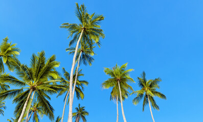 Green coconut palm trees long trunks on blue sky background, palm jungle, palm leaves, branches, exotic foliage, tropical island sea beach, summer holidays, vacation, travel, beautiful palm landscape
