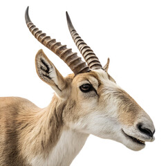 Fototapeta premium Saiga Antelope Profile Portrait: A close-up, detailed shot of a saiga antelope's distinctive head, showcasing its unique, overhanging nose and curved horns, set against a simple backdrop.