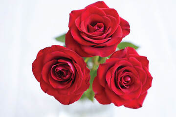 Three vibrant red roses arranged closely together against a white background