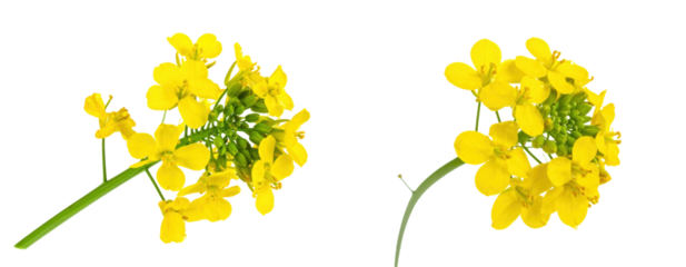 Close Up Of Yellow Rapeseed Flowers With Green Stems Isolated On White Background Blooming Season Detailing Natural Floral Beauty