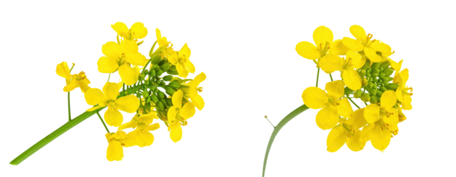 Close Up Of Yellow Rapeseed Flowers With Green Stems Isolated On White Background Blooming Season Detailing Natural Floral Beauty