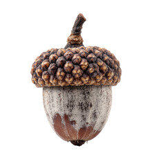Close-up of a single acorn.  Mature nut with a rough, mottled, light brown/gray cap and a darker brown base.  Small, textured, dark brown bumps on the cap.  Isolated on a black background