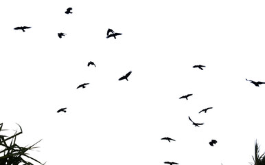 A flock of birds flying in the sky