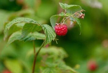 A single red raspberry is on a leaf