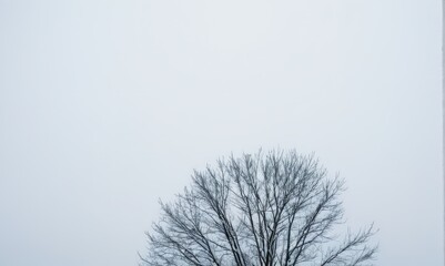 Leafless tree stands alone against a soft gray sky, showcasing intricate branches and a serene atmosphere, evoking feelings of solitude and reflection in nature	