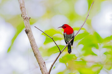 The Crimson Sunbird in nature