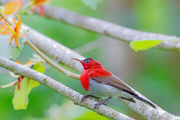 The Crimson Sunbird in nature