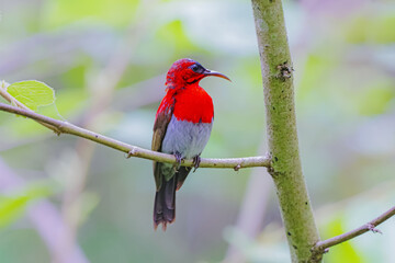 The Crimson Sunbird in nature