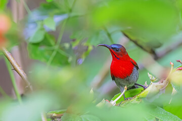 The Crimson Sunbird in nature