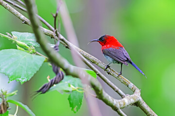 The Crimson Sunbird in nature