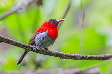 The Crimson Sunbird in nature