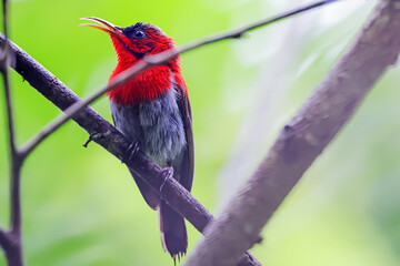 The Crimson Sunbird in nature