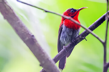 The Crimson Sunbird in nature