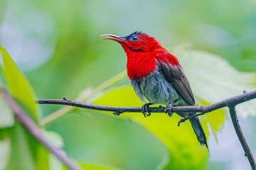 The Crimson Sunbird in nature