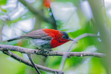 The Crimson Sunbird in nature