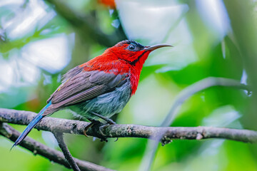 The Crimson Sunbird in nature