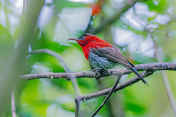 The Crimson Sunbird in nature