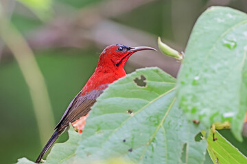 The Crimson Sunbird in nature