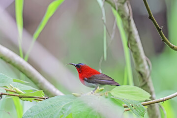 The Crimson Sunbird in nature