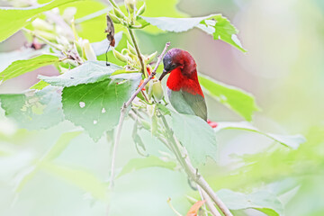 The Crimson Sunbird in nature