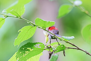The Crimson Sunbird in nature