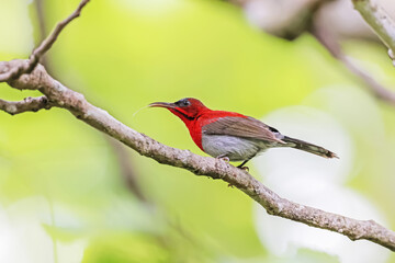The Crimson Sunbird in nature