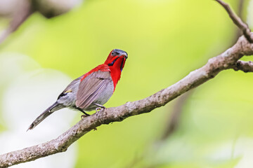 The Crimson Sunbird in nature