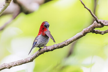 The Crimson Sunbird in nature