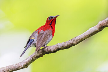 The Crimson Sunbird in nature
