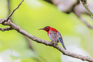 The Crimson Sunbird in nature