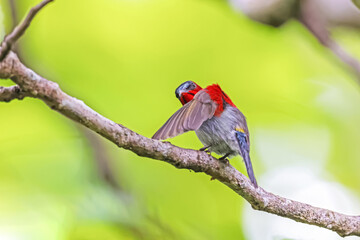 The Crimson Sunbird in nature