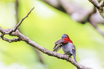 The Crimson Sunbird in nature
