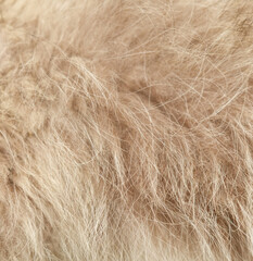 The fur of a dog is shown in a close up