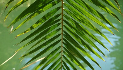 Palm frond over water