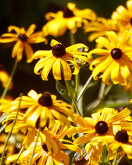 Bunch of yellow flowers with brown centers