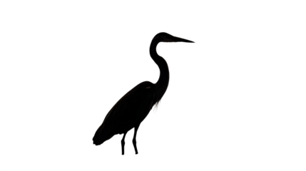 Solitary silhouette of a peaceful heron, standing still, tall and elegant, isolated on Transparent background,