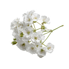 Close-up of a cluster of small, white flowers