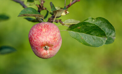 A red apple is hanging from a tree
