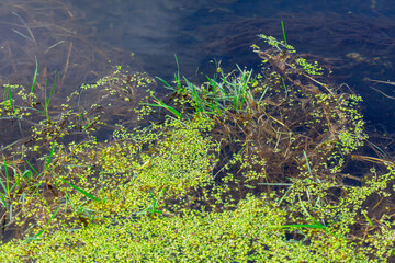 A pond with green plants floating on the surface