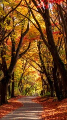Fototapeta premium Autumn path through colorful trees