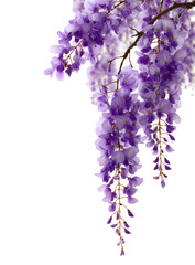Close-up of purple wisteria blossoms cascading downwards