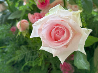Delicate pale pink rose flower