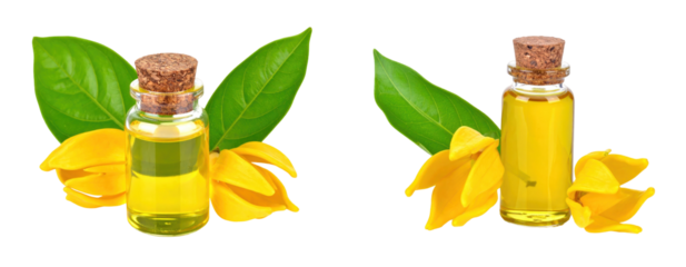 Ylang-Ylang Oil Extract with Yellow Flowers and Green Leaves against Transparent Background