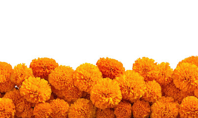 Close-up of vibrant orange marigold flowers in a dense cluster, forming a horizontal border against a black background